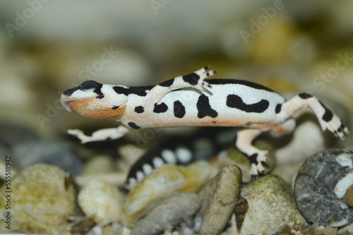Close-up of a Kaiser's spotted newt (Neurergus kaiseri) photo