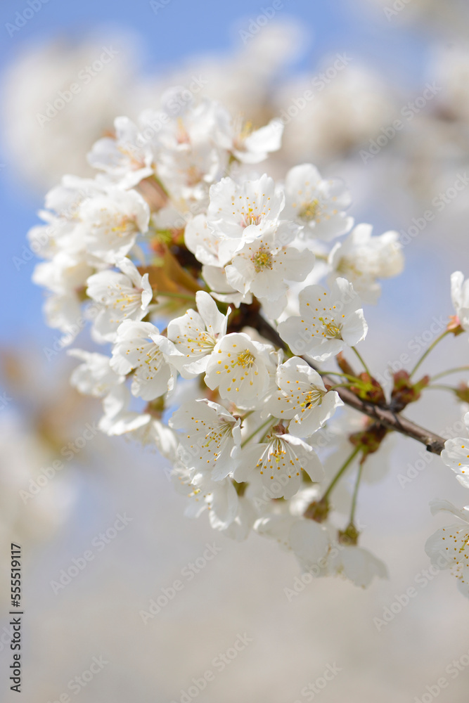 Close-up of Wild Cherry (Prunus avium) Blossoms in Spring, Bavaria, Germany Close-up of Wild Cherry (Prunus avium) Blossoms in Spring, Bavaria, Germany