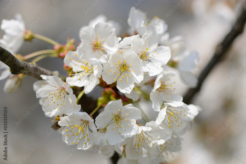 Close-up of Wild Cherry (Prunus avium) Blossoms in Spring, Bavaria, Germany Close-up of Wild Cherry (Prunus avium) Blossoms in Spring, Bavaria, Germany