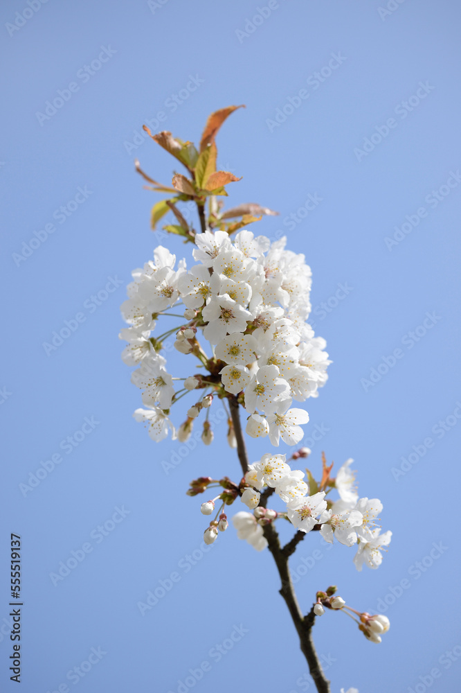 Close-up of wild cherry (Prunus avium) blossoms in spring, Bavaria, Germany Close-up of wild cherry (Prunus avium) blossoms in spring, Bavaria, Germany