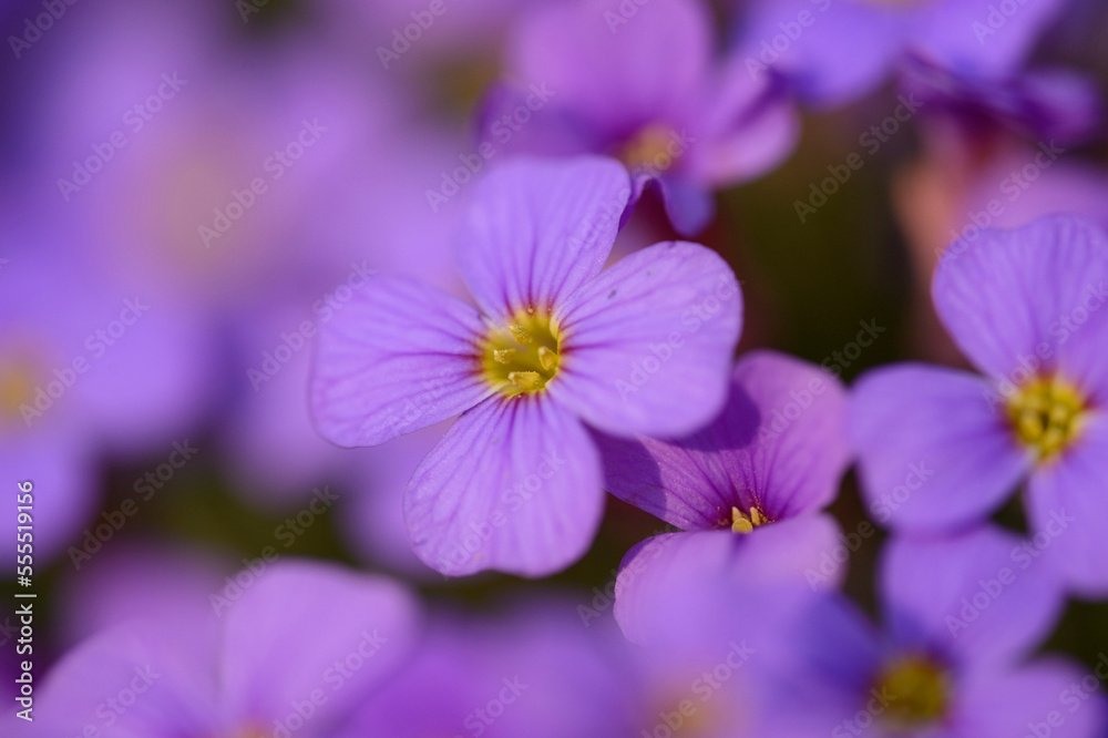 Close-up of lilacbush (Aubrieta deltoidea) blossoms in a garden in spring, Bavaria, Germany Close-up of lilacbush (Aubrieta deltoidea) blossoms in a garden in spring, Bavaria, Germany