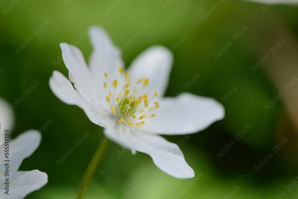 Close-up of wood anemone (Anemone nemorosa) blooming in a forest in spring, Bavaria, Germany Close-up of wood anemone (Anemone nemorosa) blooming in a forest in spring, Bavaria, Germany