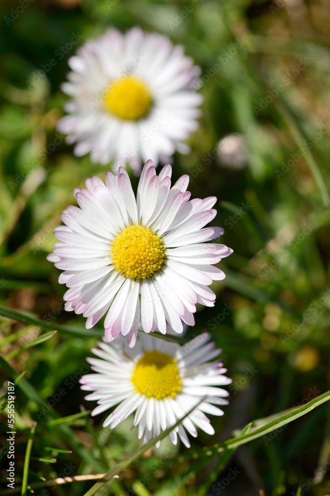Close-up of common daisy (Bellis perennis) blooming in a meadow in spring, Bavaria, Germany Close-up of common daisy (Bellis perennis) blooming in a meadow in spring, Bavaria, Germany