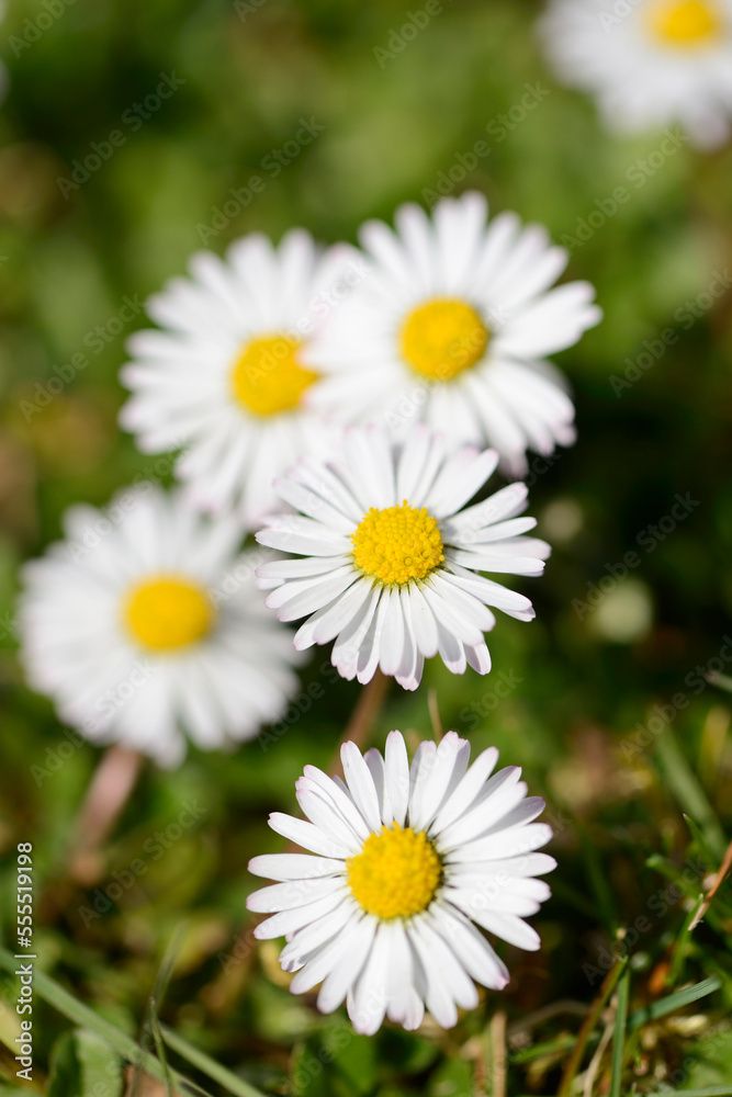 Close-up of common daisy (Bellis perennis) blooming in a meadow in spring, Bavaria, Germany Close-up of common daisy (Bellis perennis) blooming in a meadow in spring, Bavaria, Germany