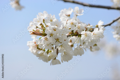 Close-up of Wild Cherry (Prunus avium) Blossoms in Spring, Bavaria, Germany