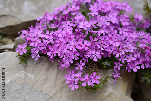 Close-up of Creeping Phlox (Phlox subulata) Blossoms in Stonewall in Spring, Bavaria, Germany