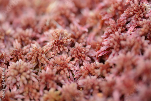 Close-up of Sphagnum moss (Sphagnum rubellum) in a forest in spring, Bavaria, Germany photo