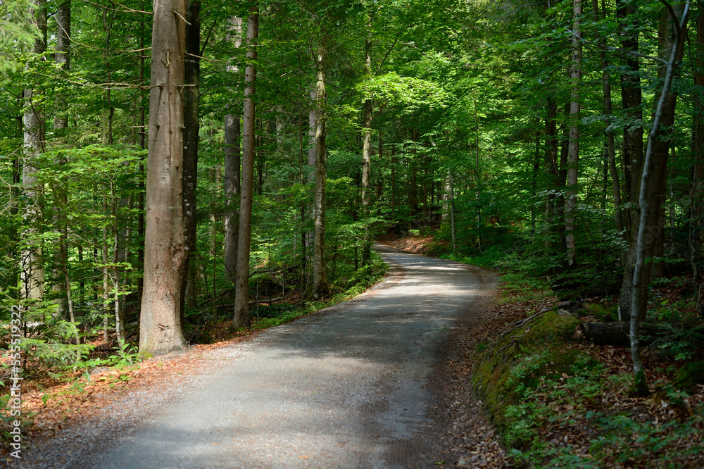 Landscape of Road through Forest, Bavarian Forest, Bavaria, Germany Landscape of Road through Forest, Bavarian Forest, Bavaria, Germany