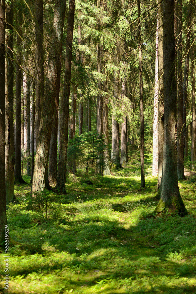 Landscape of Mixed Forest in Summer, Bavaria, Germany Landscape of Mixed Forest in Summer, Bavaria, Germany