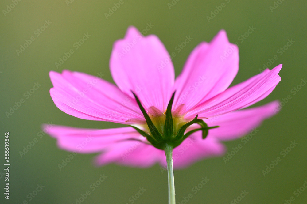 Close-up of a Garden cosmos or Mexican aster (Cosmos bipinnatus) in summer, Upper Palatinate, Bavaria, Germany Close-up of a Garden cosmos or Mexican aster (Cosmos bipinnatus) in summer, Upper Palatinate, Bavaria, Germany