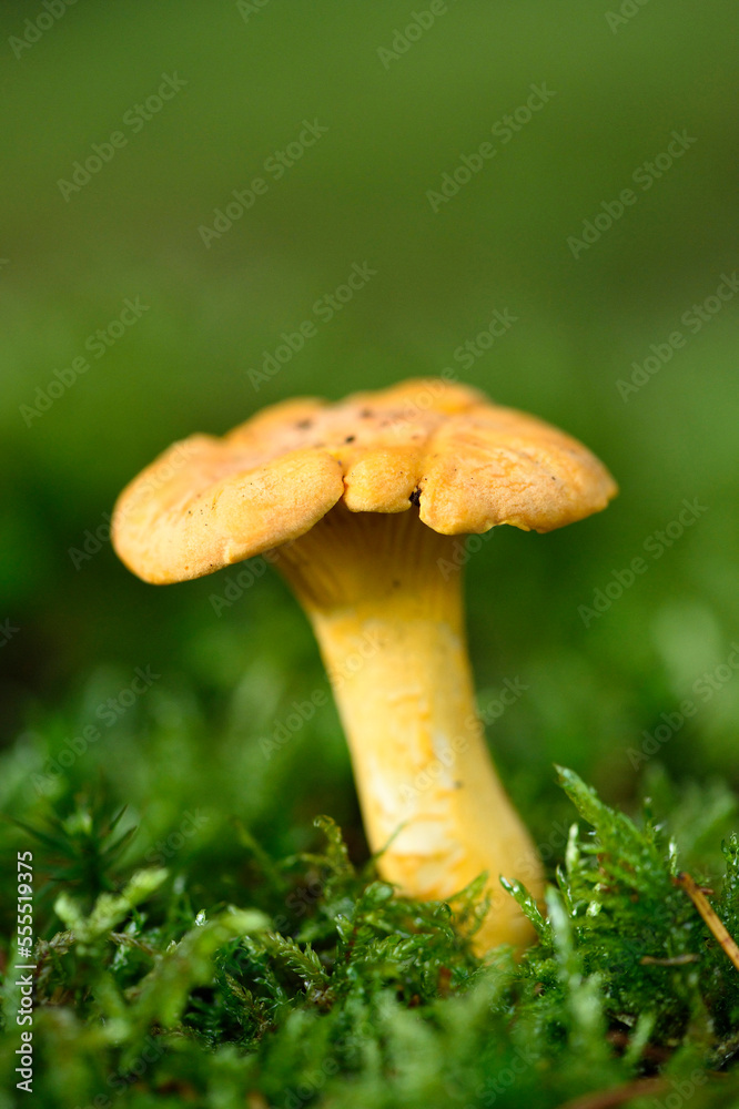Golden chanterelle (Cantharellus cibarius) growing out of the moss in autumn, Upper Palatinate, Bavaria, Germany Golden chanterelle (Cantharellus cibarius) growing out of the moss in autumn, Upper Palatinate, Bavaria, Germany