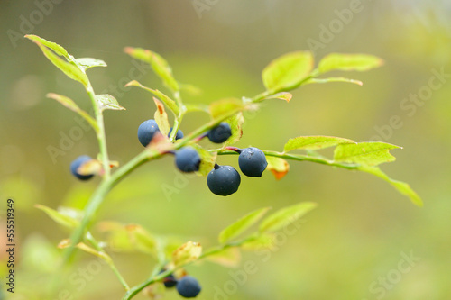 Close-up of European Blueberry (Vaccinium myrtillus) Fruits in Forest on Rainy Day in Spring, Bavaria, Germany photo
