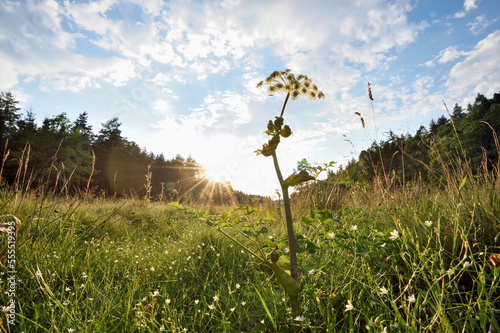 Landscpae with Peucedanum cervaria Blossom in Meadow in Early Summer, Bavaria, Germany photo