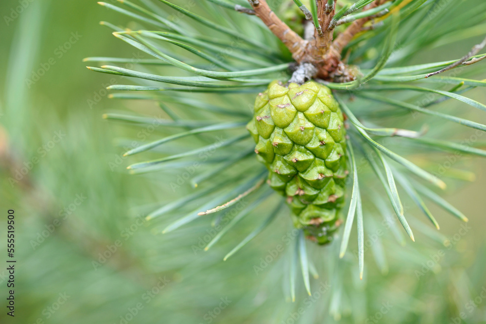 Close-up of a green Scots pine (Pinus sylvestris) cone in a forest in summer, Upper Palatinate, Bavaria, Germany Close-up of a green Scots pine (Pinus sylvestris) cone in a forest in summer, Upper Palatinate, Bavaria, Germany
