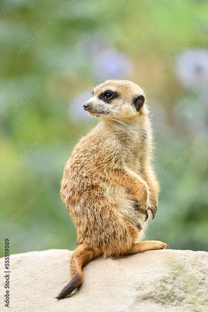 Close-up of meerkat or suricate (Suricata suricatta) in summer, Bavaria, Germany Close-up of meerkat or suricate (Suricata suricatta) in summer, Bavaria, Germany