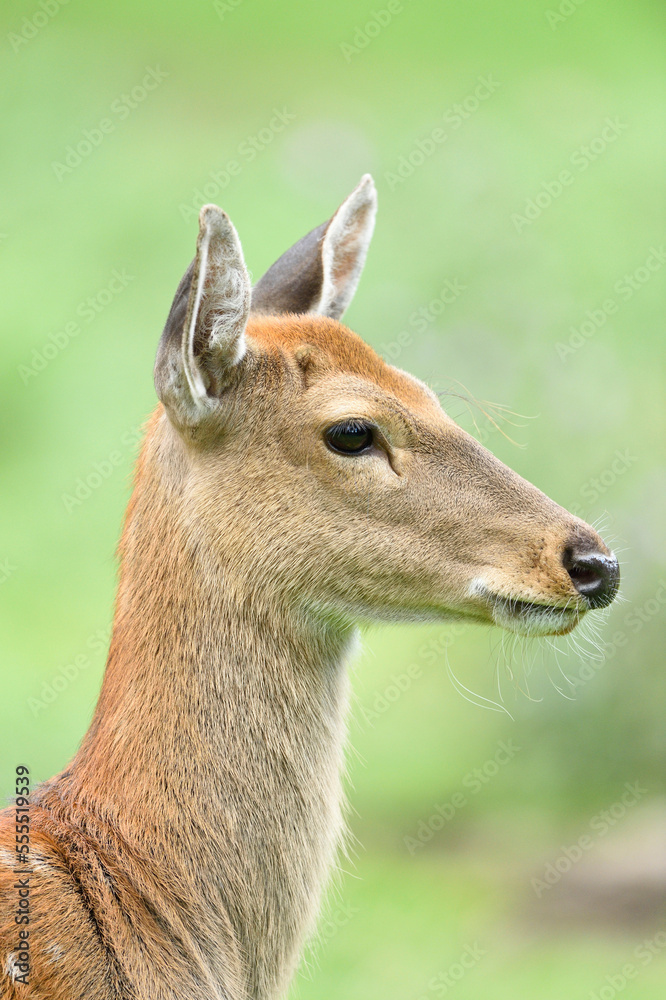 Portrait of a sika deer (Cervus nippon) lying on a meadow in summer, Bavaria, Germany Portrait of a sika deer (Cervus nippon) lying on a meadow in summer, Bavaria, Germany
