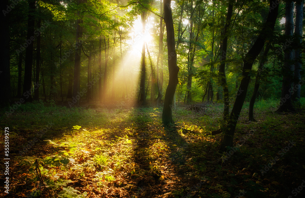 Obraz premium Wschód słońca w lesie.