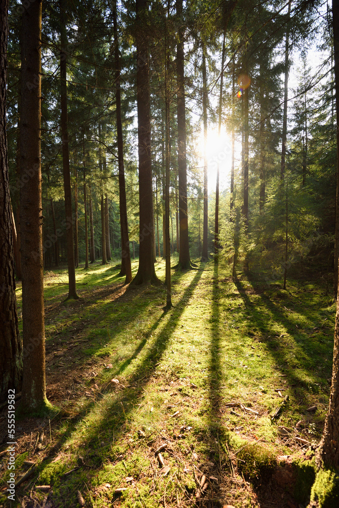Landscape of a Norway spruce (Picea abies) forest in late summer, Upper Palatinate, Bavaria, Germany Landscape of a Norway spruce (Picea abies) forest in late summer, Upper Palatinate, Bavaria, Germany