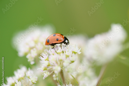 Close-up of a seven-spot ladybird (Coccinella septempunctata) on a blossom in summer, Upper Palatinate, Bavaria, Germany photo