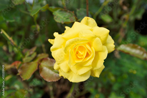 Close-up of a yellow hybrid garden rose blossom in a graden in summer, Upper Palatinate, Bavaria, Germany photo