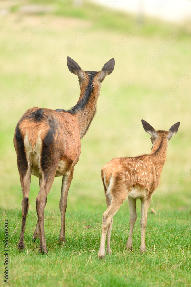 Back of Red Deer (Cervus elaphus) Female with Fawn on Meadow in Early Autumn, Bavaria, Germany Back of Red Deer (Cervus elaphus) Female with Fawn on Meadow in Early Autumn, Bavaria, Germany