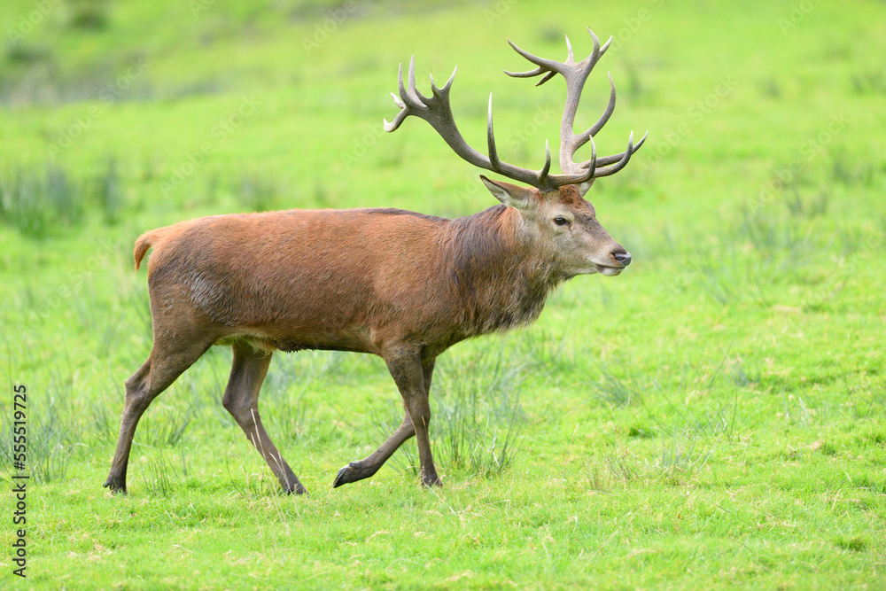 Close-up of a red deer (Cervus elaphus) male on a meadow in autumn, Bavarain Forest National Park, Bavaria, Germany Close-up of a red deer (Cervus elaphus) male on a meadow in autumn, Bavarain Forest National Park, Bavaria, Germany