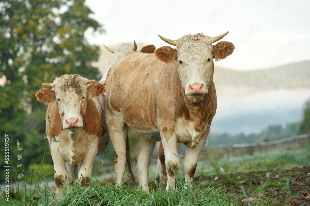 Cattle (Bos) Standing in Meadow on Early Morning in Autumn, Bavarian Forest National Park, Bavaria, Germany Cattle (Bos) Standing in Meadow on Early Morning in Autumn, Bavarian Forest National Park, Bavaria, Germany