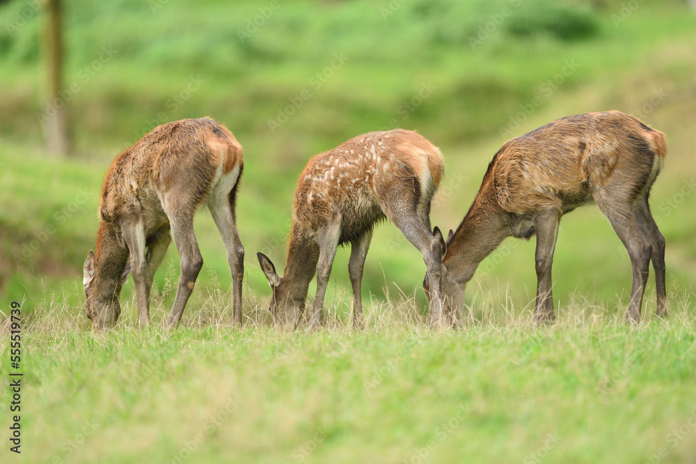Red Deer (Cervus elaphus) Fawns Grazing on Meadow in Early Autumn, Bavaria, Germany Red Deer (Cervus elaphus) Fawns Grazing on Meadow in Early Autumn, Bavaria, Germany