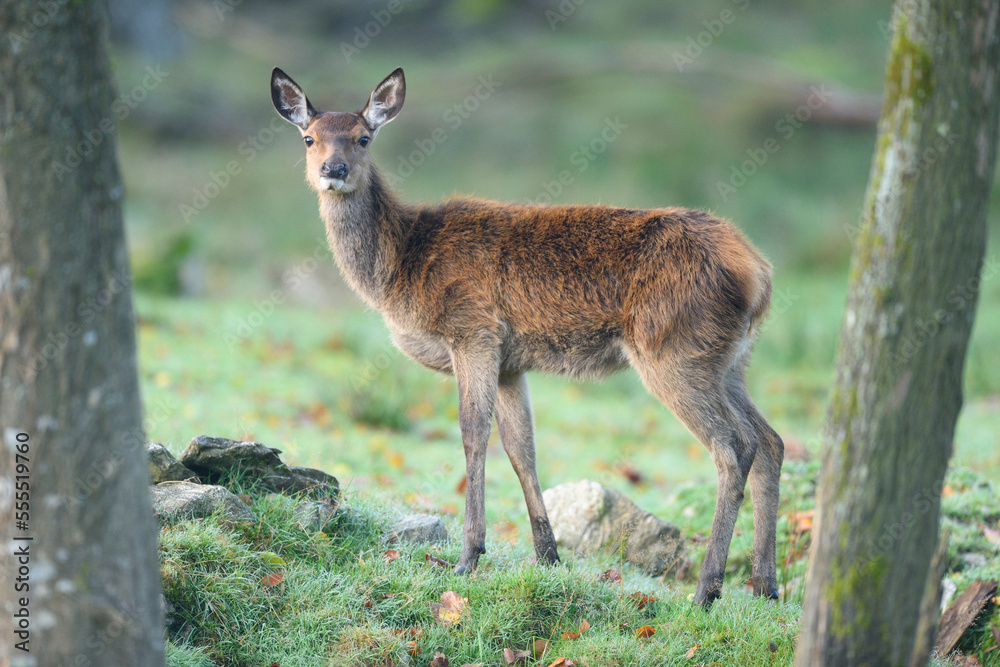 Close-up of a red deer (Cervus elaphus) on a meadow in autumn, Bavarian Forest National Park, Bavaria, Germany Close-up of a red deer (Cervus elaphus) on a meadow in autumn, Bavarian Forest National Park, Bavaria, Germany
