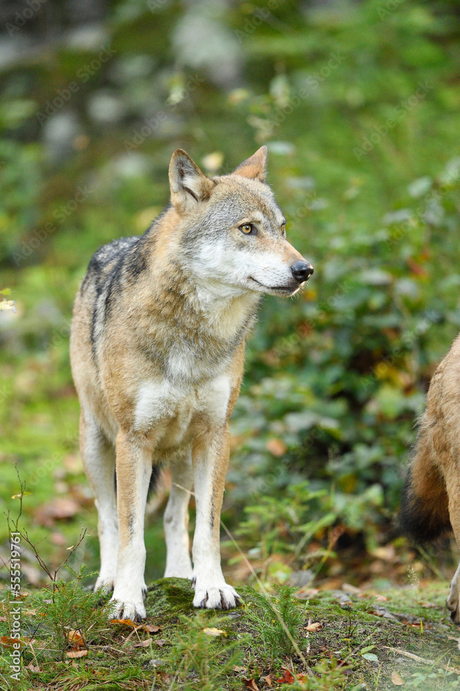 Eurasian Wolf (Canis lupus lupus) in Forest in Autumn, Bavarian Forest National Park, Bavaria, Germany Eurasian Wolf (Canis lupus lupus) in Forest in Autumn, Bavarian Forest National Park, Bavaria, Germany