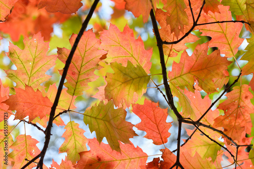 Close-up of northern red oak or champion oak (Quercus rubra) leaves in a forest in autumn, Upper Palatinate, Bavaria, Germany