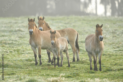 Group of Przewalski's Horses (Equus ferus przewalskii) on Meadow in Autumn, Bavarian Forest National Park, Bavaria, Germany photo