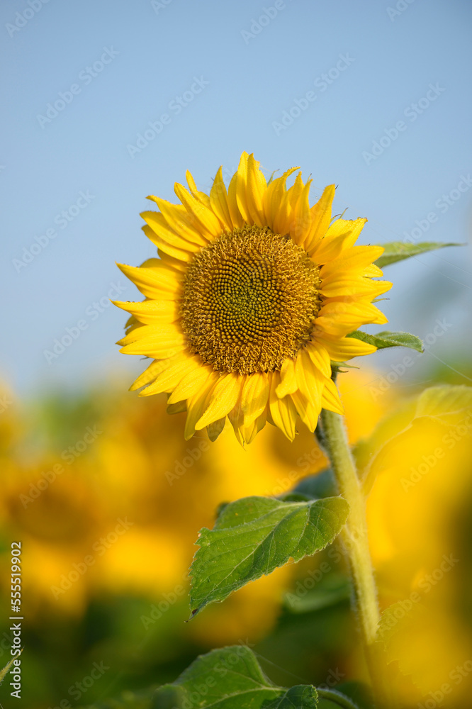 Close-up of a sunflower (Helianthus annuus) blossom in a field in autumn, Upper Palatinate, Bavaria, Germany Close-up of a sunflower (Helianthus annuus) blossom in a field in autumn, Upper Palatinate, Bavaria, Germany