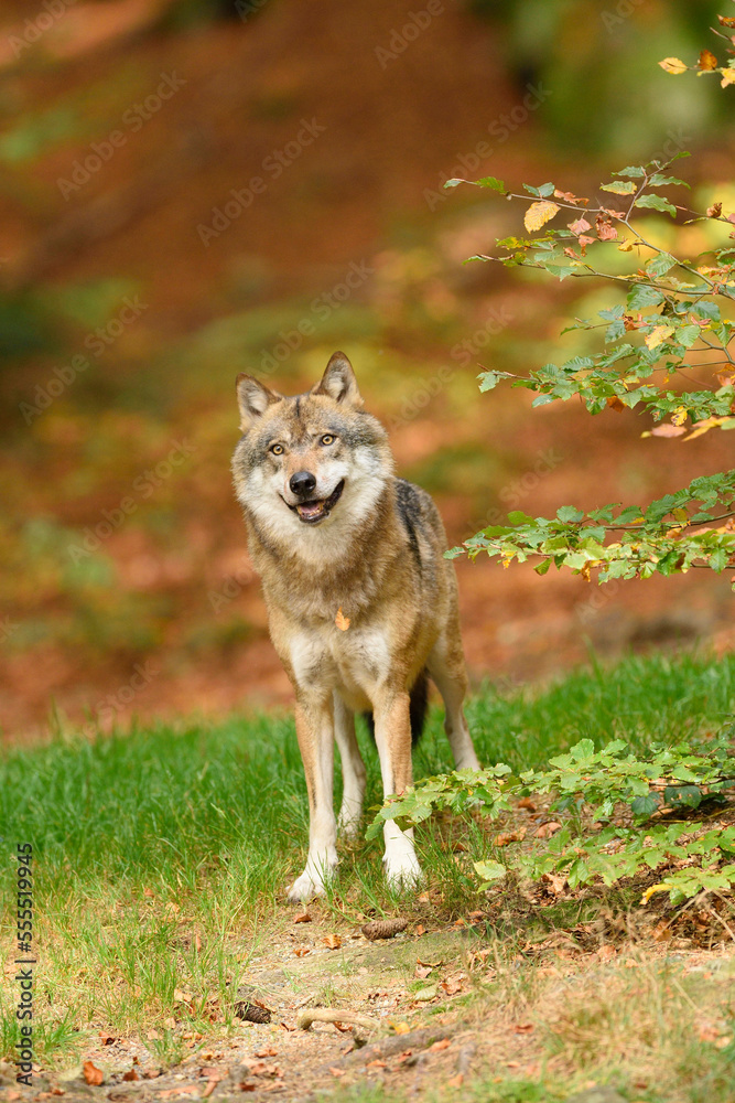 Portrait of Eurasian Wolf (Canis lupus lupus) in Autumn, Bavarian Forest National Park, Bavaria, Germany