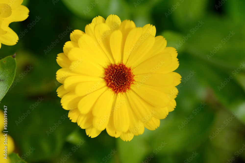 Close-up of pot marigold (Calendula officinalis) blossom in a garden in summer, Bavaria, Germany Close-up of pot marigold (Calendula officinalis) blossom in a garden in summer, Bavaria, Germany