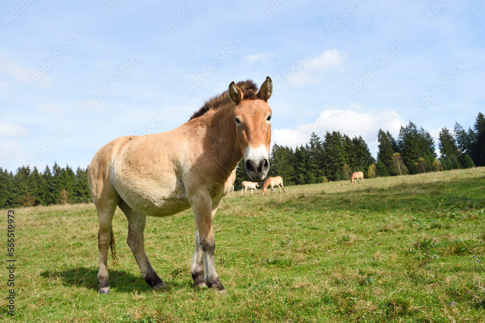 Portrait of Przewalski's Horse (Equus ferus przewalskii) on Meadow in Autumn, Bavarian Forest National Park, Bavaria, Germany Portrait of Przewalski's Horse (Equus ferus przewalskii) on Meadow in Autumn, Bavarian Forest National Park, Bavaria, Germany