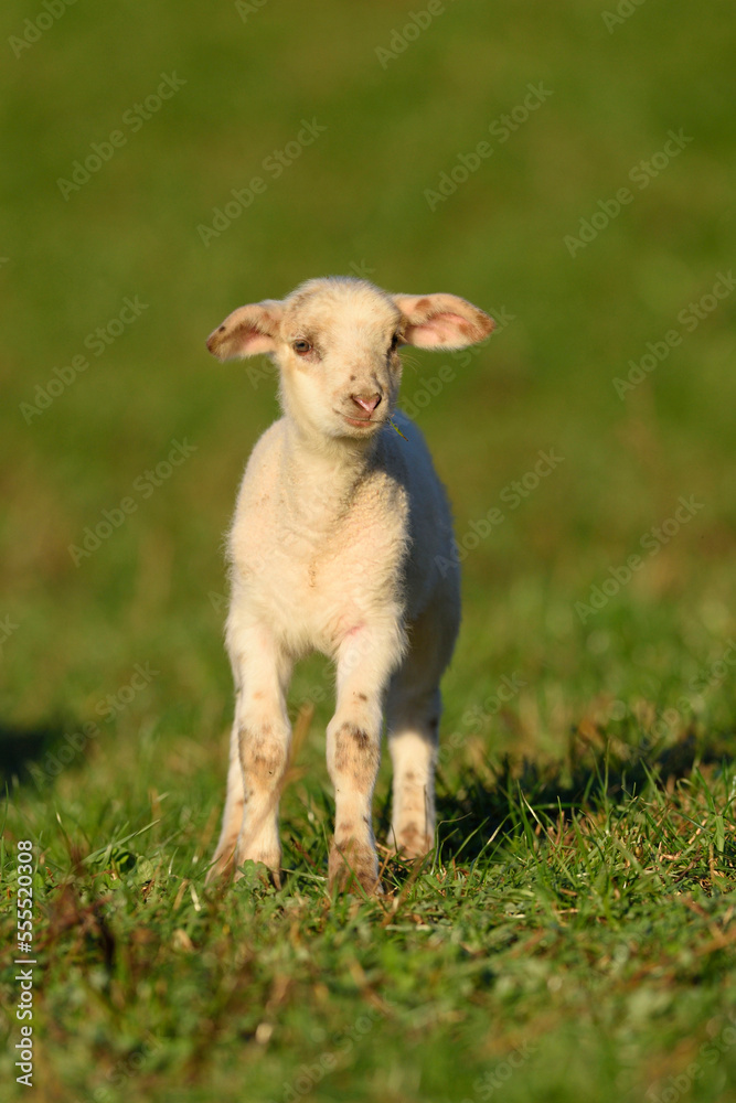 Portrait of Lamb (Ovis orientalis aries) on Meadow in Spring, Bavaria, Germany Portrait of Lamb (Ovis orientalis aries) on Meadow in Spring, Bavaria, Germany