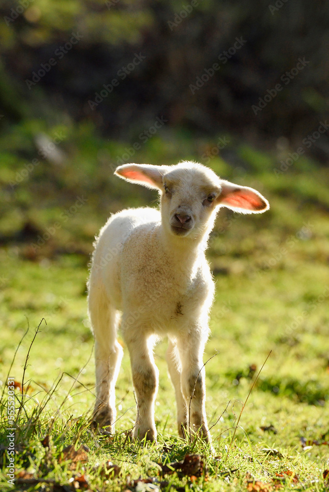 Close-up of a house-sheep (Ovis orientalis aries) lamb on a meadow in spring, Bavaria, Germany Close-up of a house-sheep (Ovis orientalis aries) lamb on a meadow in spring, Bavaria, Germany