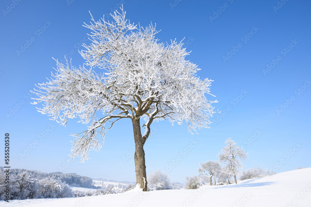 Landscape with Frozen Fruit Tree on Sunny Day in Winter, Upper Palatinate, Bavaria, Germany Landscape with Frozen Fruit Tree on Sunny Day in Winter, Upper Palatinate, Bavaria, Germany