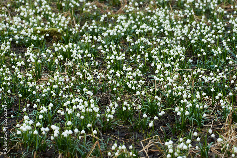 Landscape of Spring Snowflakes (Leucojum vernum) Blooming in Swamp in Spring, Upper Palatinate, Bavaria, Germany Landscape of Spring Snowflakes (Leucojum vernum) Blooming in Swamp in Spring, Upper Palatinate, Bavaria, Germany