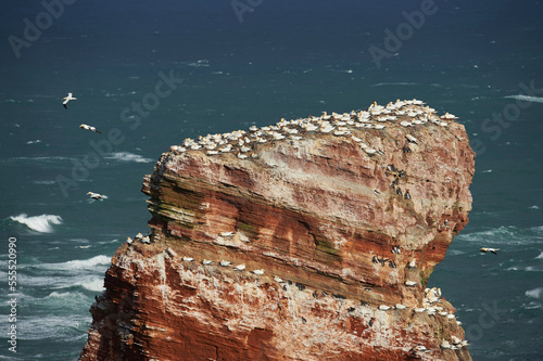 View of coastal cliffs used by nesting seabirds, with northern gannets (Morus bassanus) and common murres (Uria aalge) in spring (april) on Helgoland, a small Island of Northern Germany photo