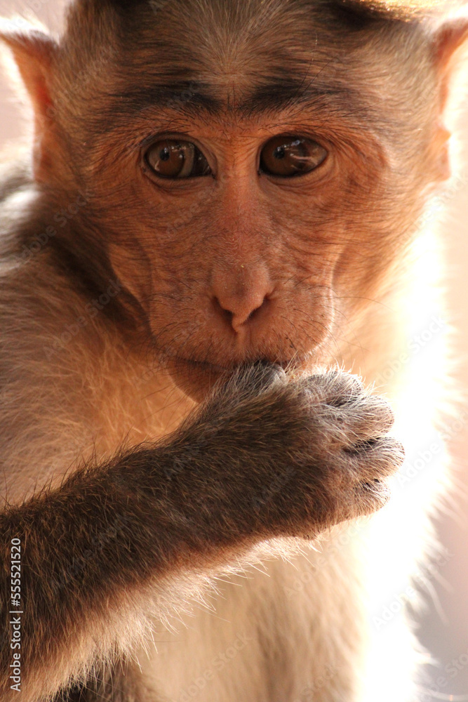 Bonnet Macaque Monkey in Badami Fort.