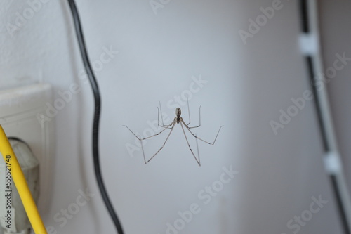 Fototapeta A large house spider hangs on its web among the cables of electrical appliances in the corner, selective focus