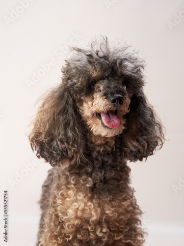 Funny small poodle on a beige background. curly dog in photo studio. Maltese, poodle