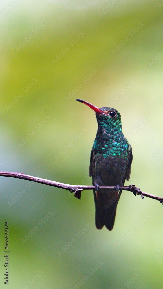 Fototapeta premium Rufous-tailed hummingbird (Amazilia Tzatcl) perched on a branch in the cloud forest in Mindo, Ecuador