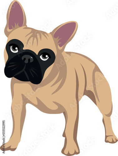 Cream french bulldog with a black mask on his muzzle standing © meon04