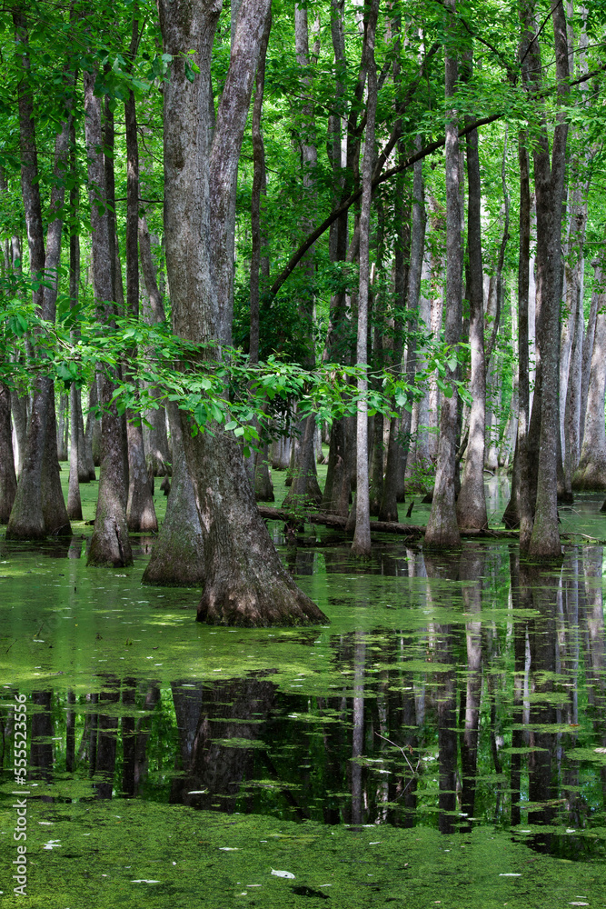 Cypress Swamp, Natchez Trace Parkway, Mississippi, USA Cypress Swamp, Natchez Trace Parkway, Mississippi, USA