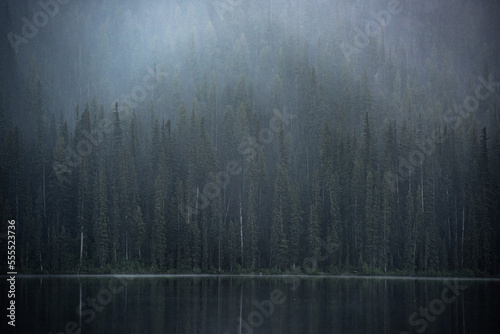 Foggy Idaho Forest 