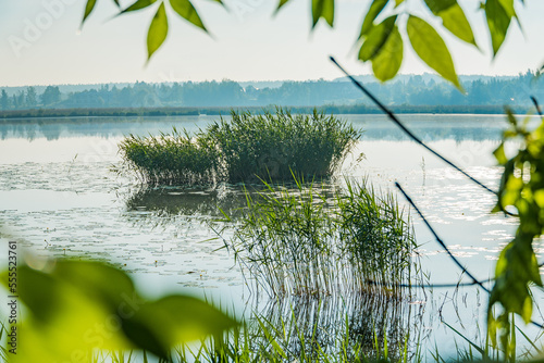Fototapeta Naklejka Na Ścianę i Meble -  grass on the lake