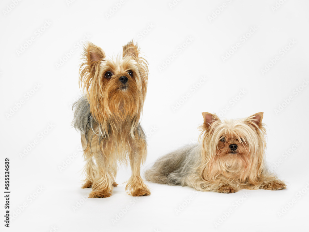 Portrait of Two Yorkshire Terriers Portrait of Two Yorkshire Terriers